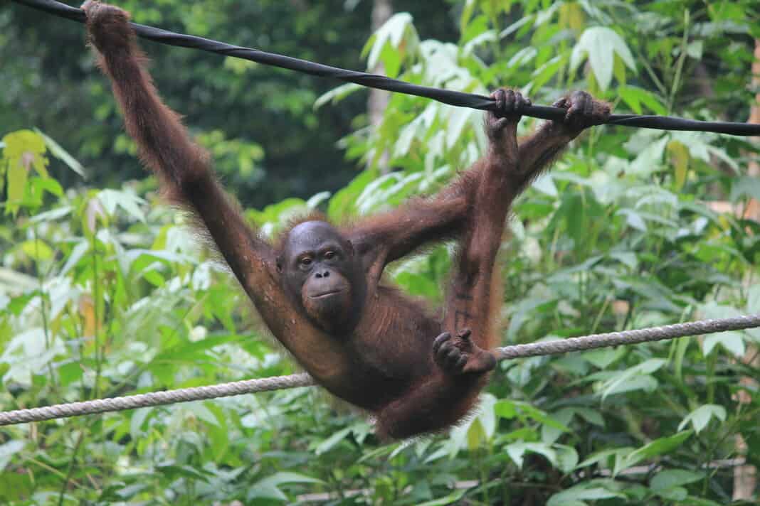 Orangutan