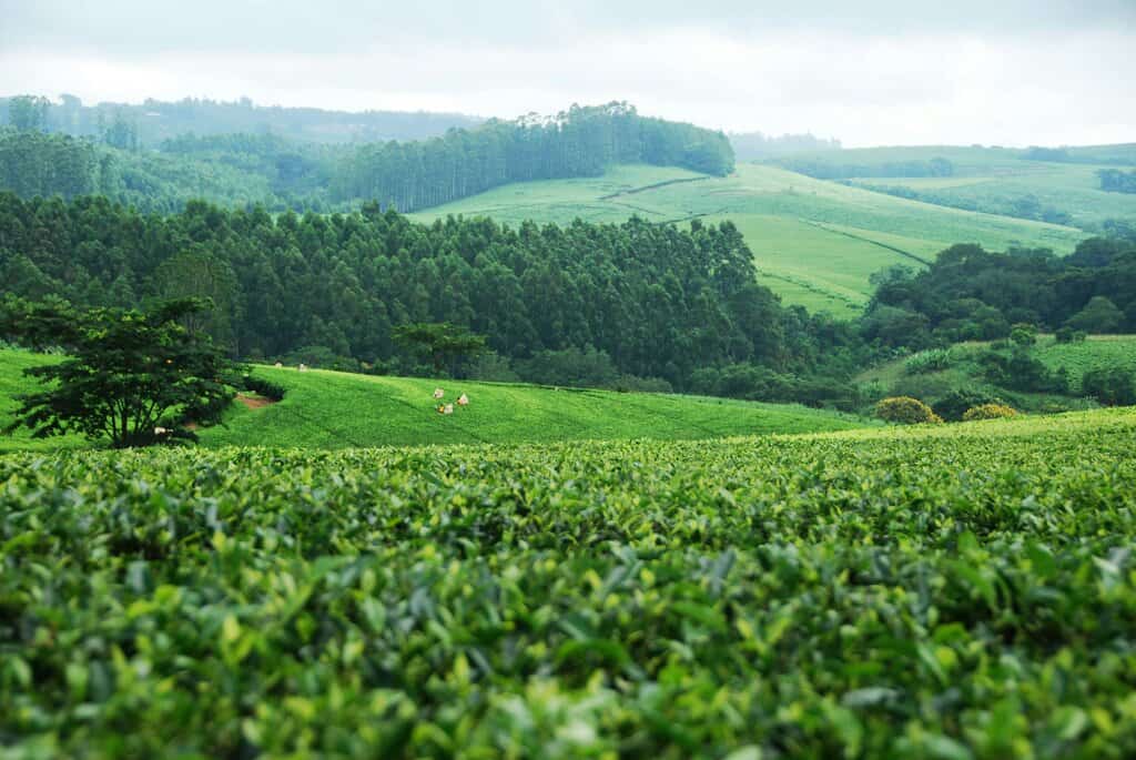 A green pasture in Malawi