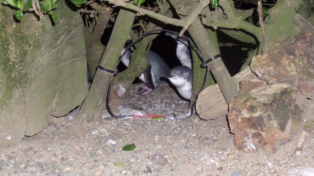 little blue penguins in a burrow on Matiu-Somes Island